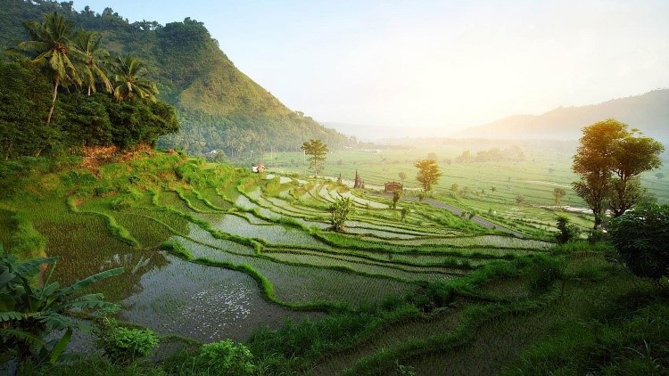 Jatiluwih Rice Terrace