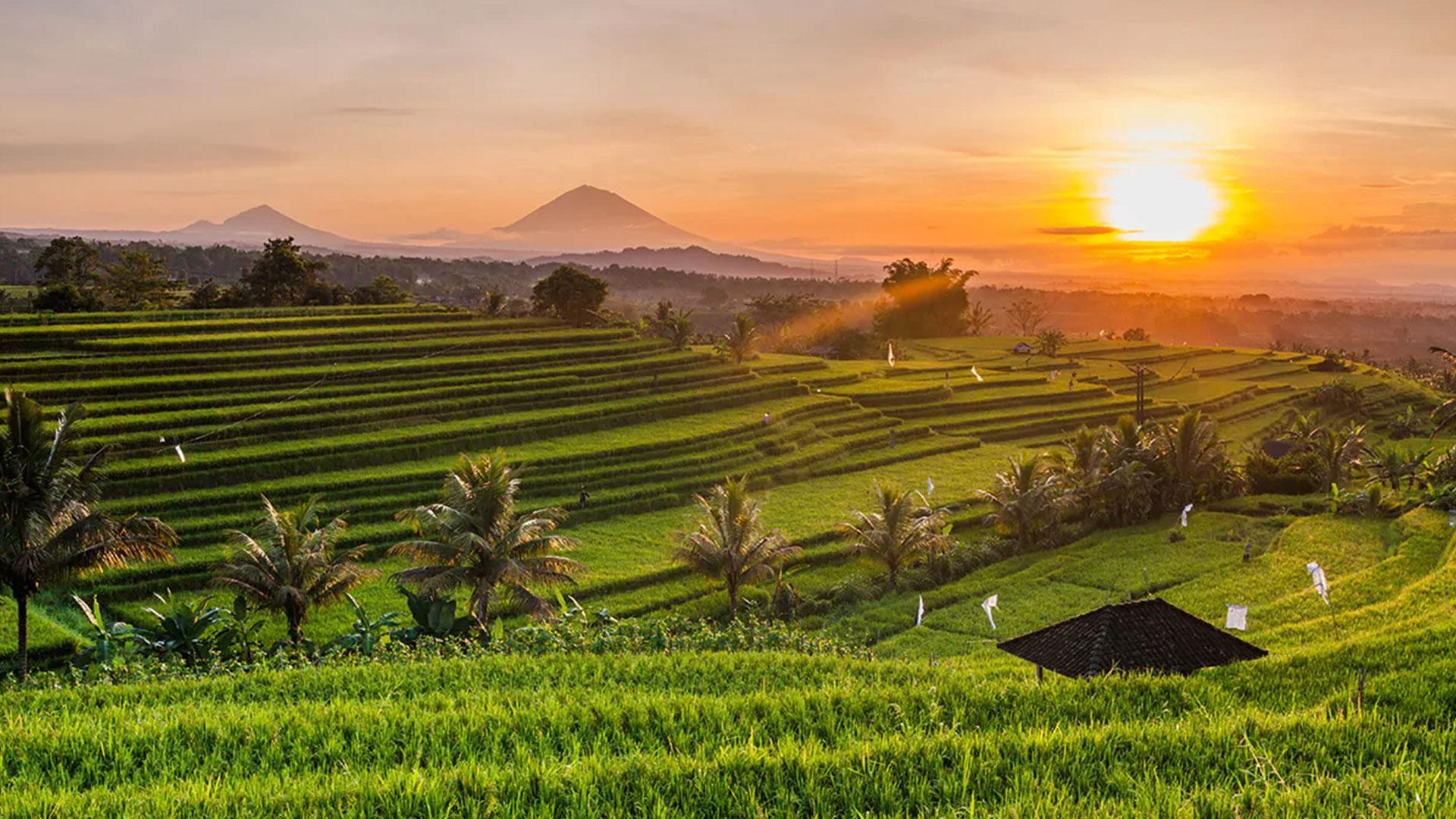 Tegalalang Rice Terrace Bali