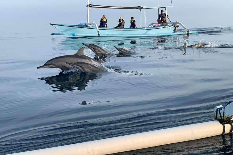 watch dolphins in lovina