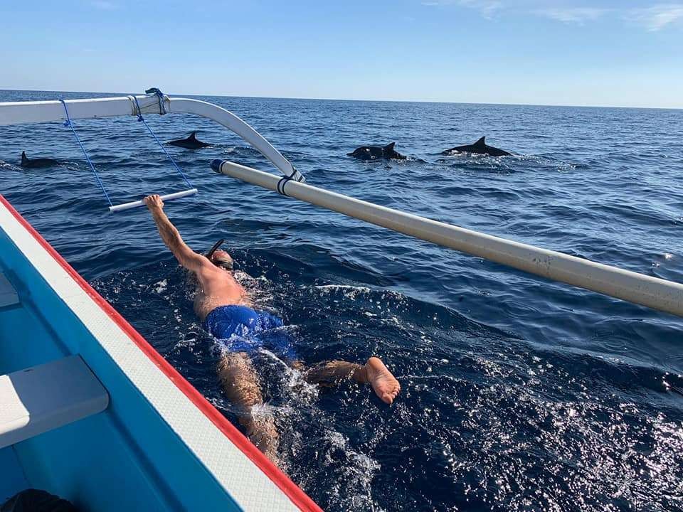 Swim with Dolphins